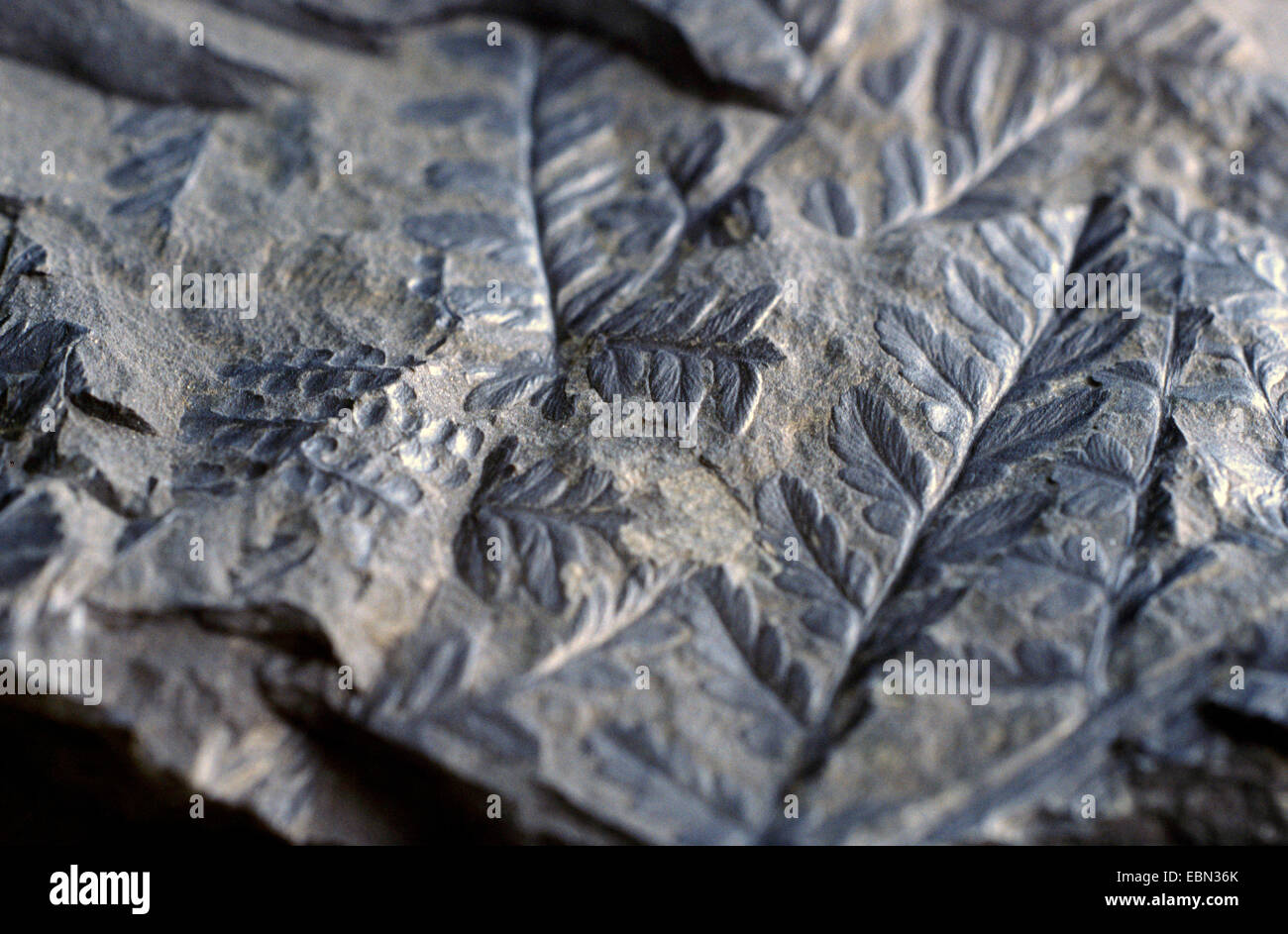 Mariopteris, fossile seed fern from Carboniferous Stock Photo