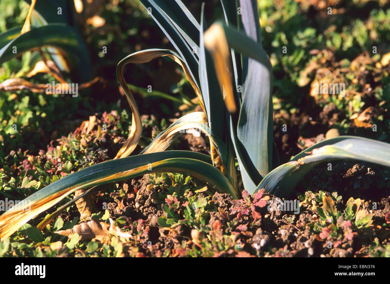 leek (Allium porrum), with Phytophthora pori Stock Photo