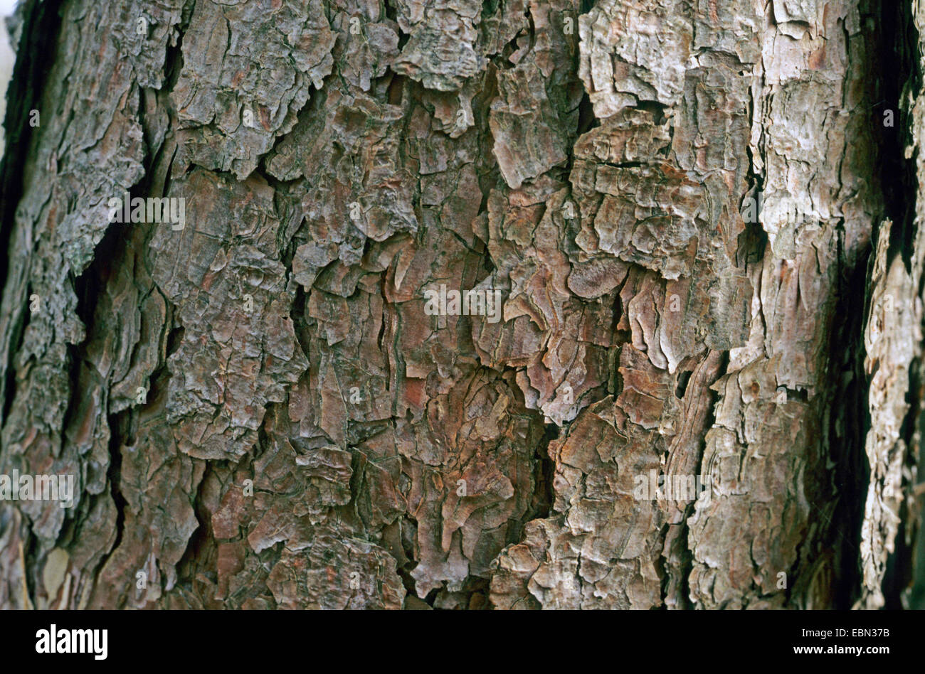 red pine (Pinus resinosa), bark Stock Photo
