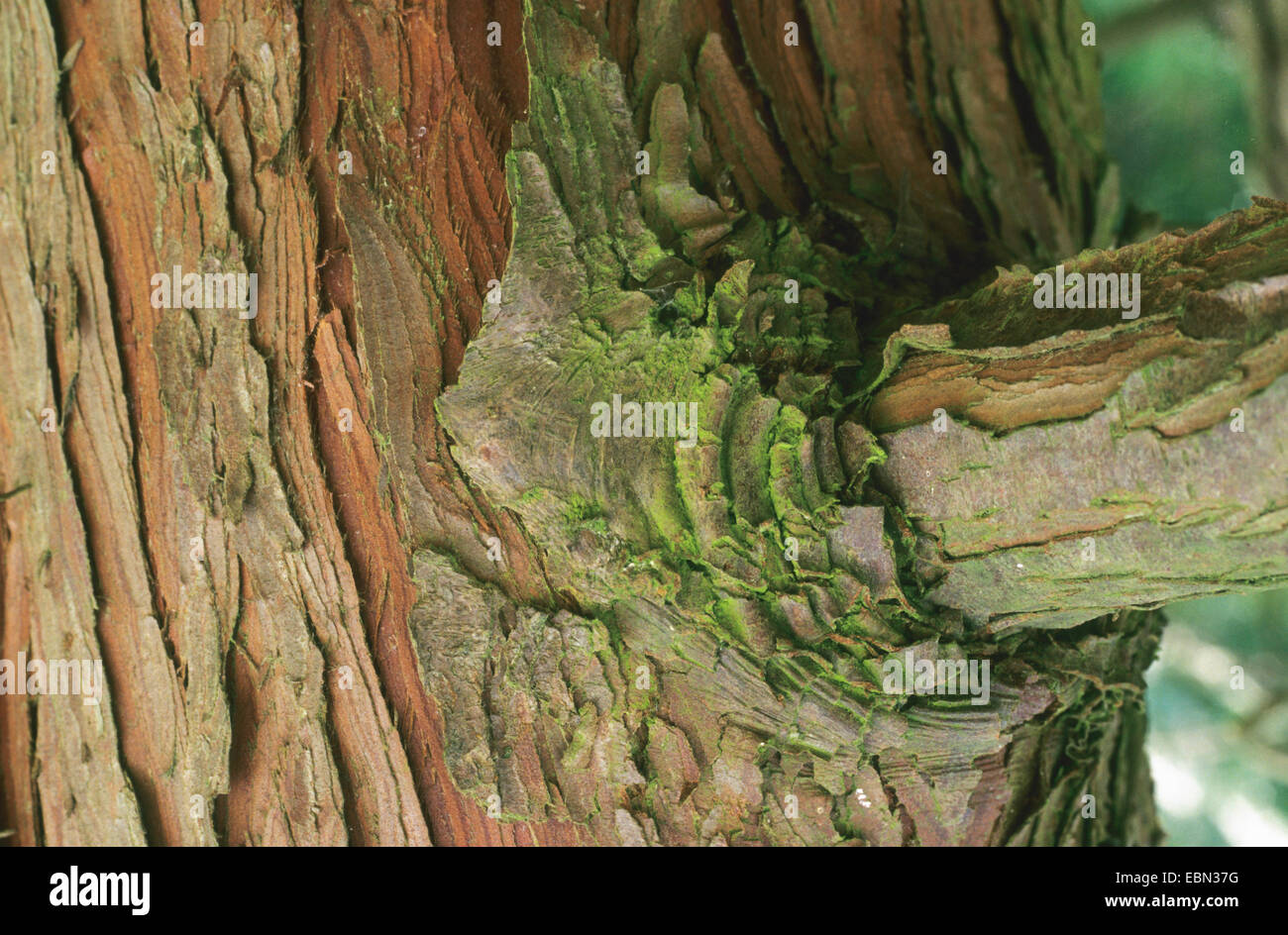Japanese cypress, Hinoki cypress, Hinoki (Chamaecyparis obtusa), bark Stock Photo