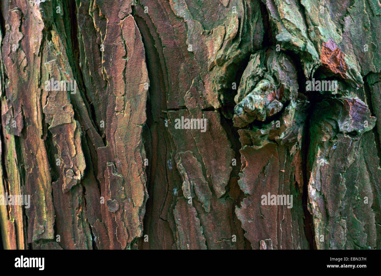 incense cedar, Californian white cedar (Calocedrus decurrens), bark