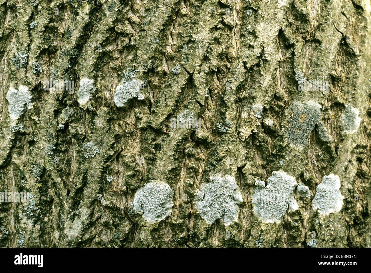white walnut, butternut (Juglans cinerea), lichens on the bark of the tree trunk Stock Photo