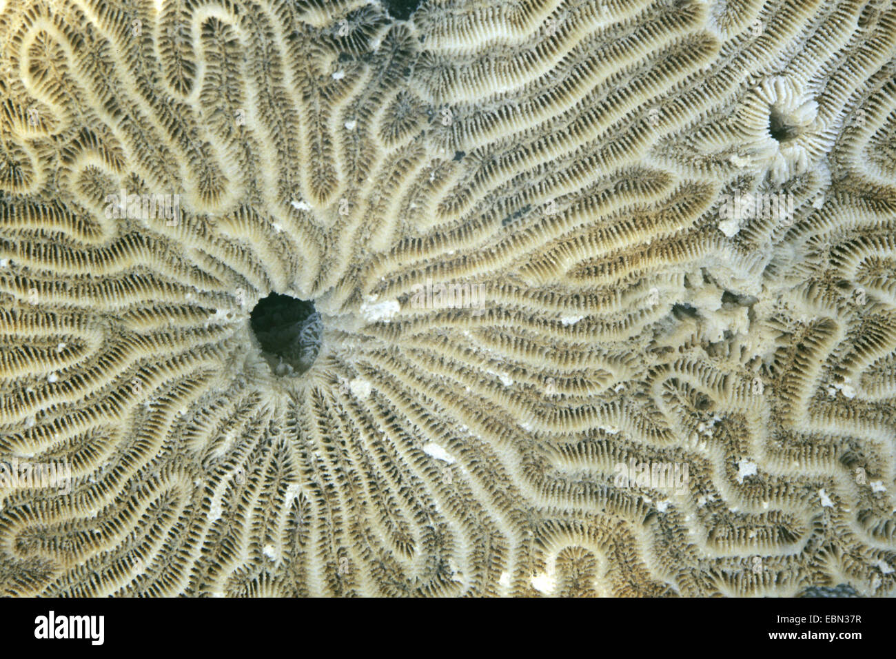 symmetrical brain coral (Diploria strigosa), detail Stock Photo