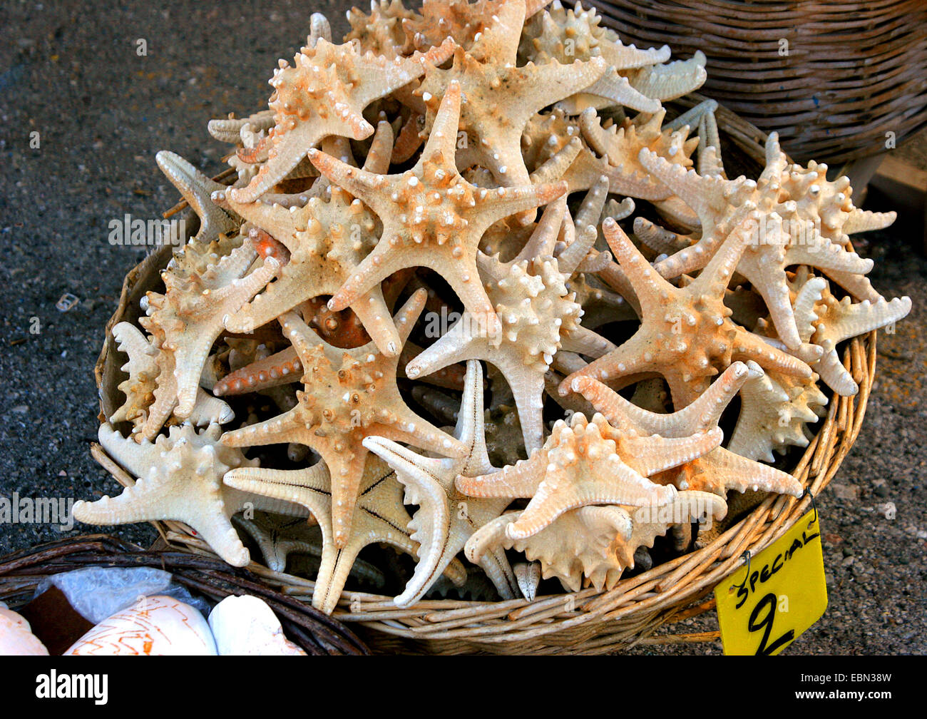 seastars starfishes asteroidea collected