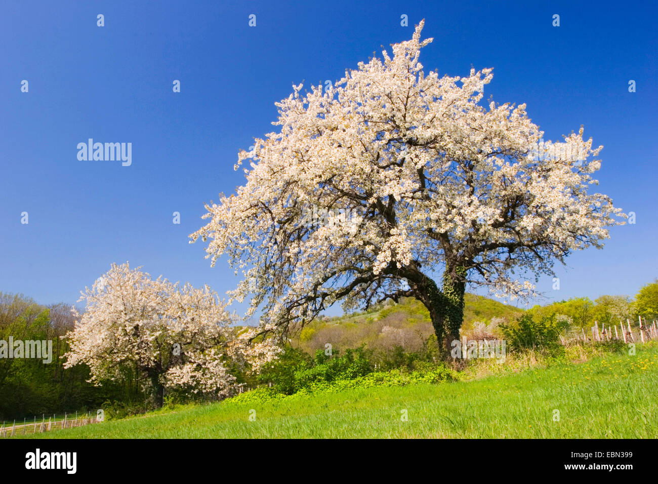 blooming cherry trees Stock Photo Alamy
