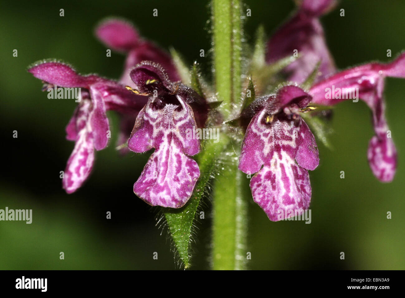 hedge woundwort, whitespot (Stachys sylvatica), whorl of flowers, Germany, Baden-Wuerttemberg Stock Photo