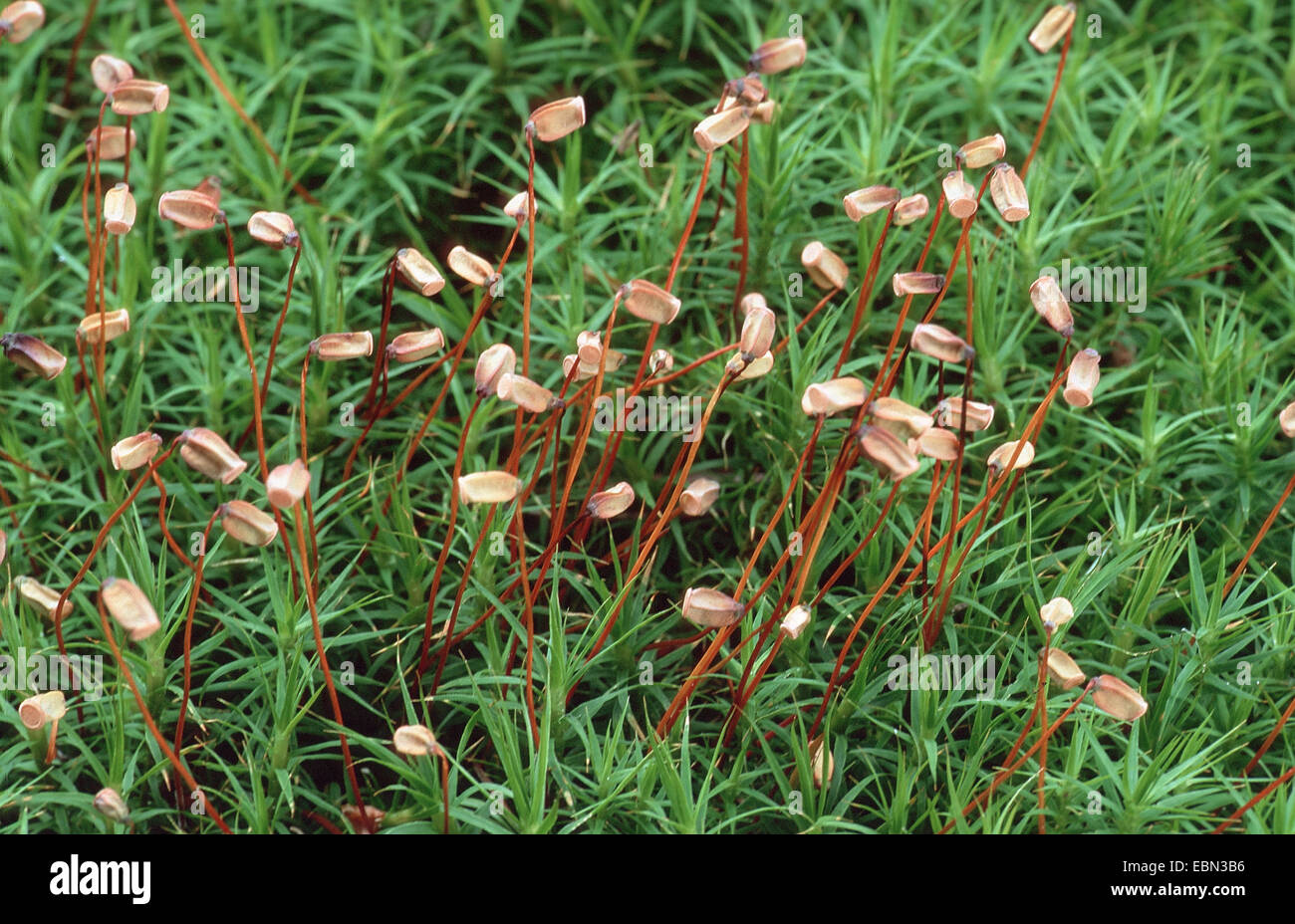Hair cap moss (Polytrichum commune), with capsules, Germany Stock Photo