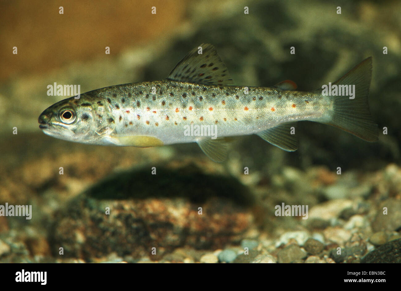 brown trout, river trout, brook trout (Salmo trutta cf. fario