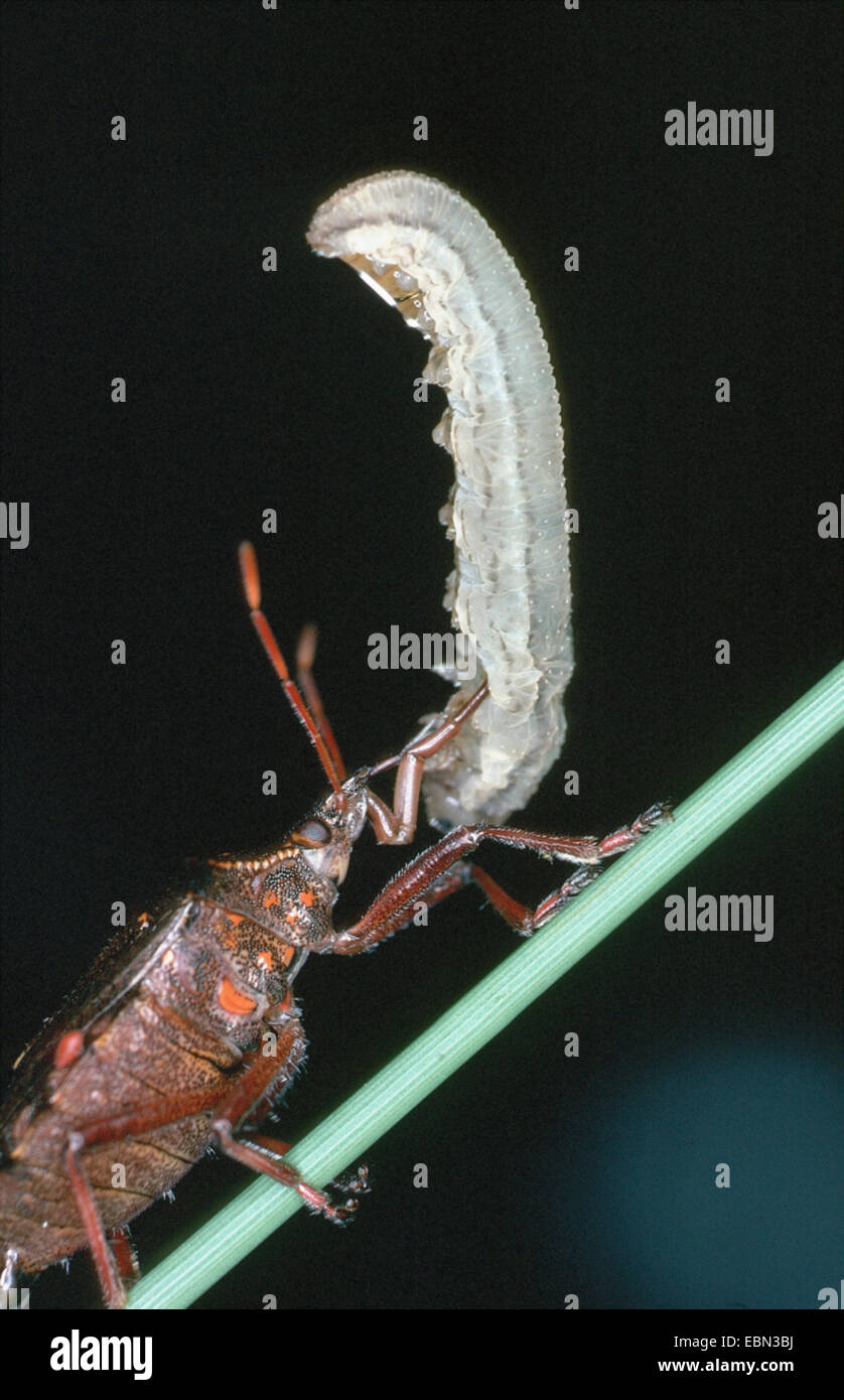 Picromerus bidens (Picromerus bidens), with prey Stock Photo