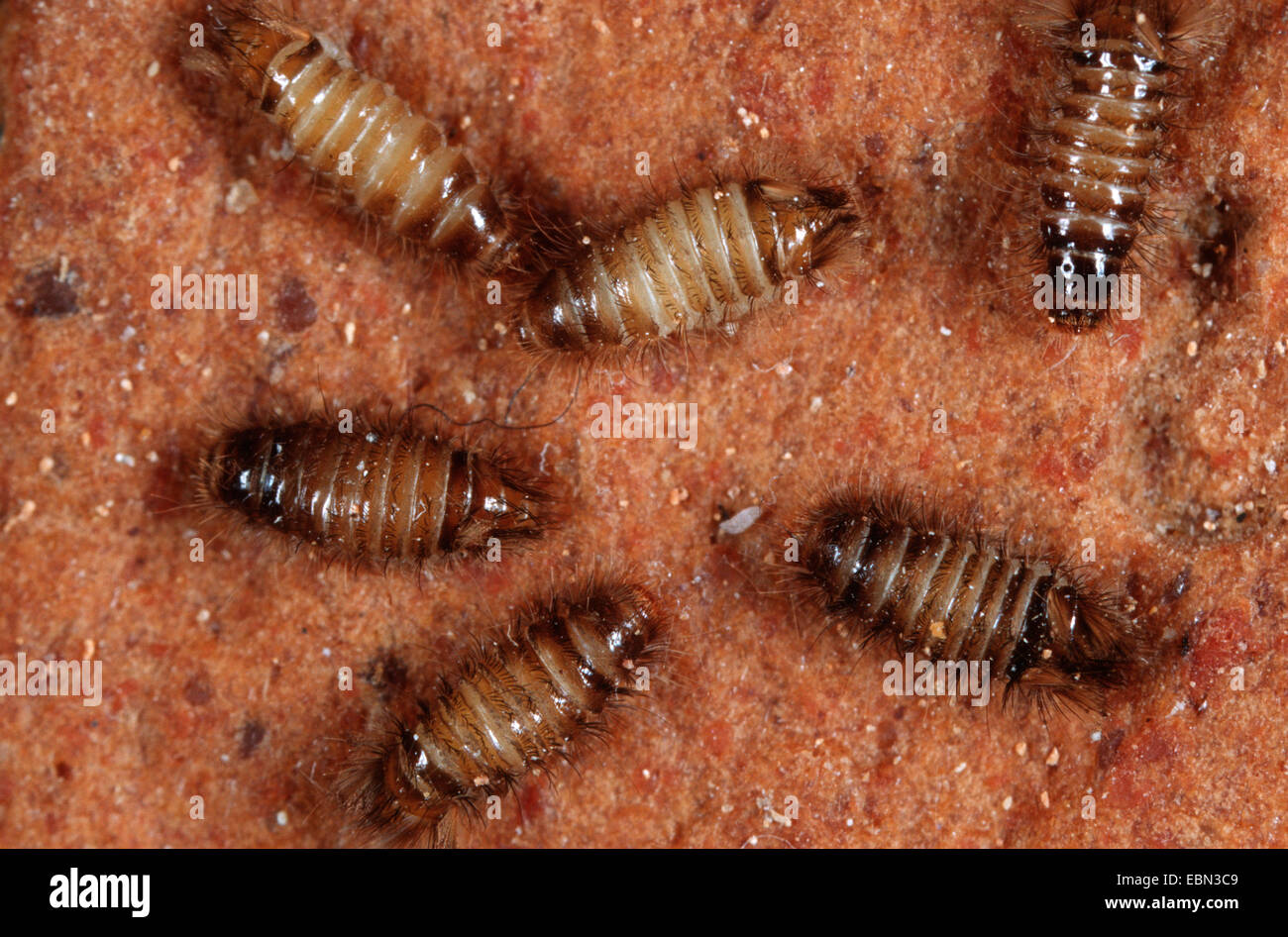 Carpet beetle larva hires stock photography and images Alamy