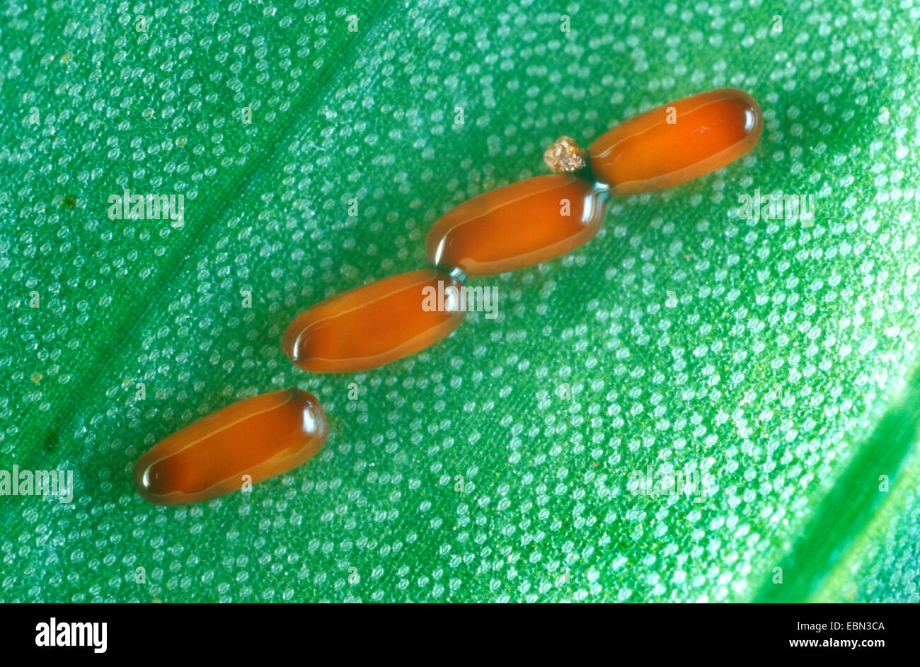 lily beetle (Lilioceris lilii), eggs at a leaf Stock Photo - Alamy