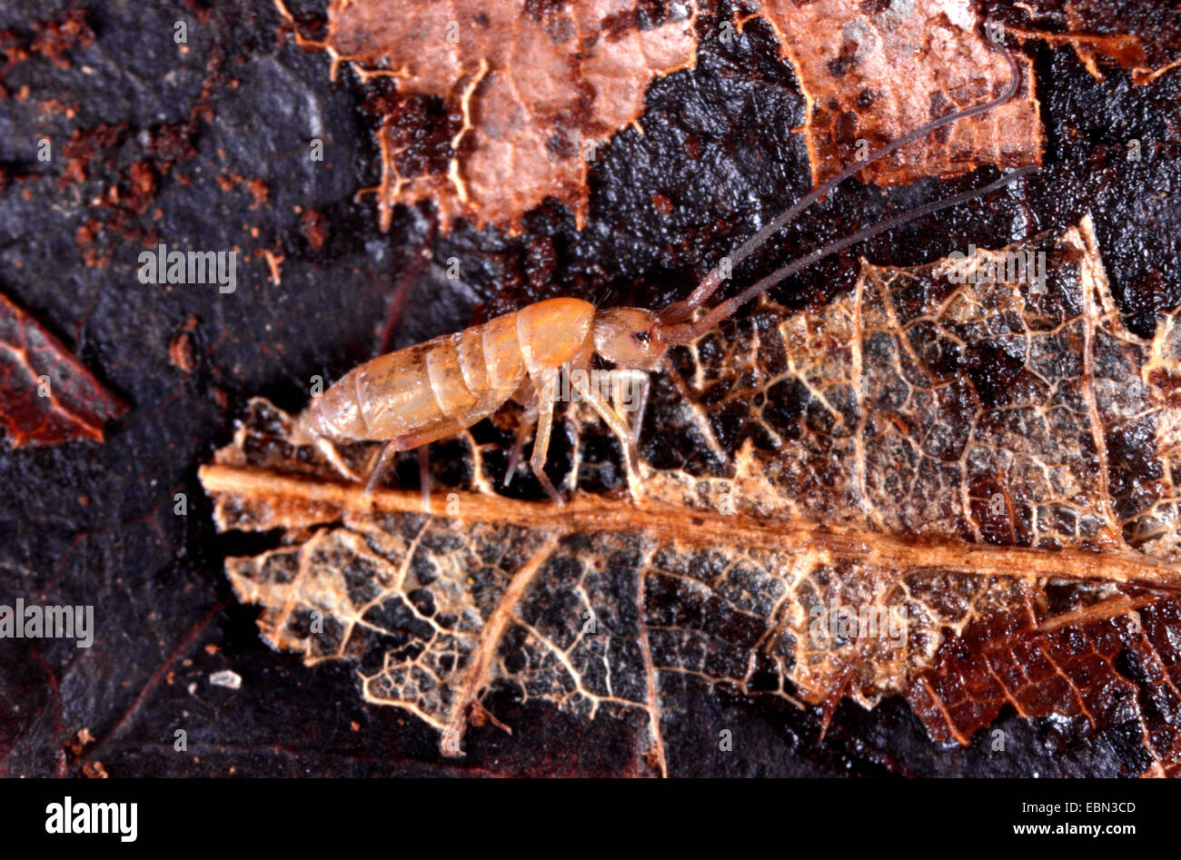 springtails, garden fleas (Tomocerus spec.), beneficial animal, Germany Stock Photo