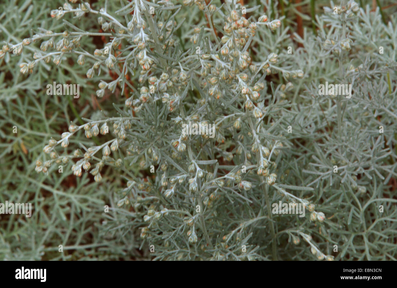 sea wormwood (Artemisia maritima), blooming, Germany Stock Photo
