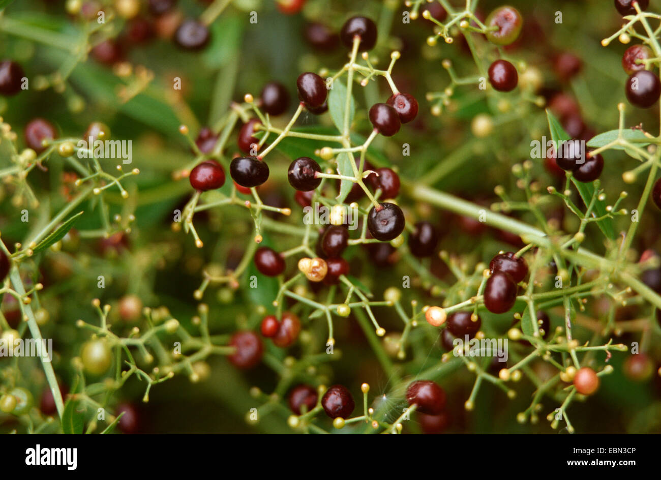 madder (Rubia tinctoria, Rubia tinctorum), fruiting Stock Photo