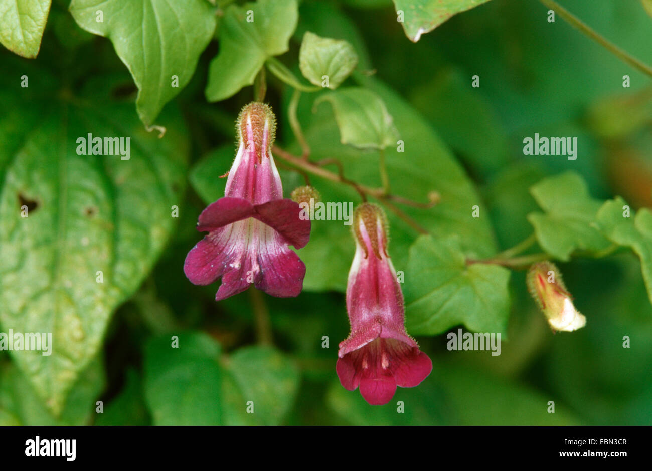 creeping snapdragon (Asarina barclaiana), blooming Stock Photo
