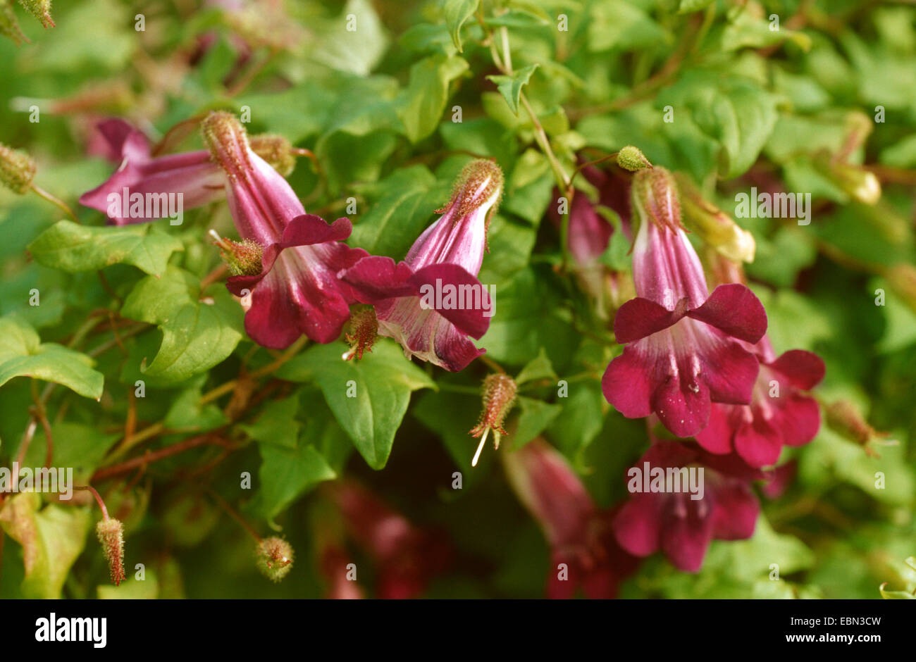 Twining Snapdragon (Asarina scandens), blooming Stock Photo