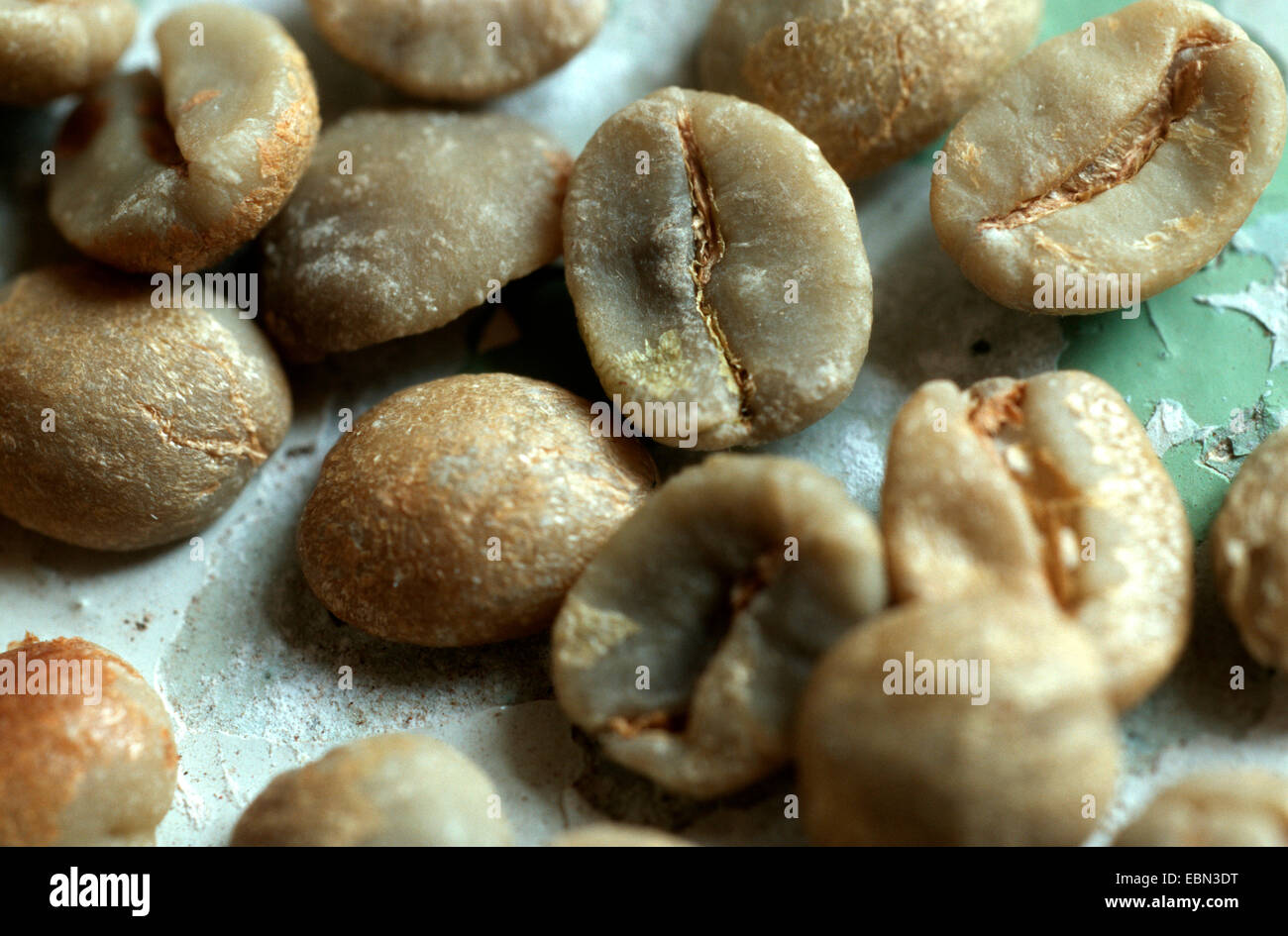 unroasted coffee beans Stock Photo Alamy