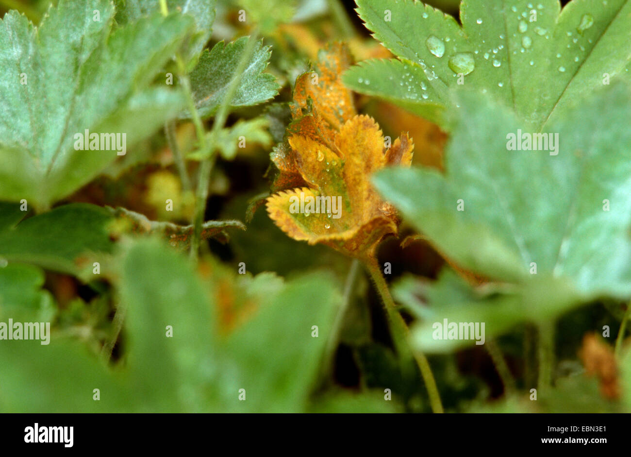 lady's mantle (Alchemilla spec.), Trachyspora intrusa at Alchemilla, Germany Stock Photo