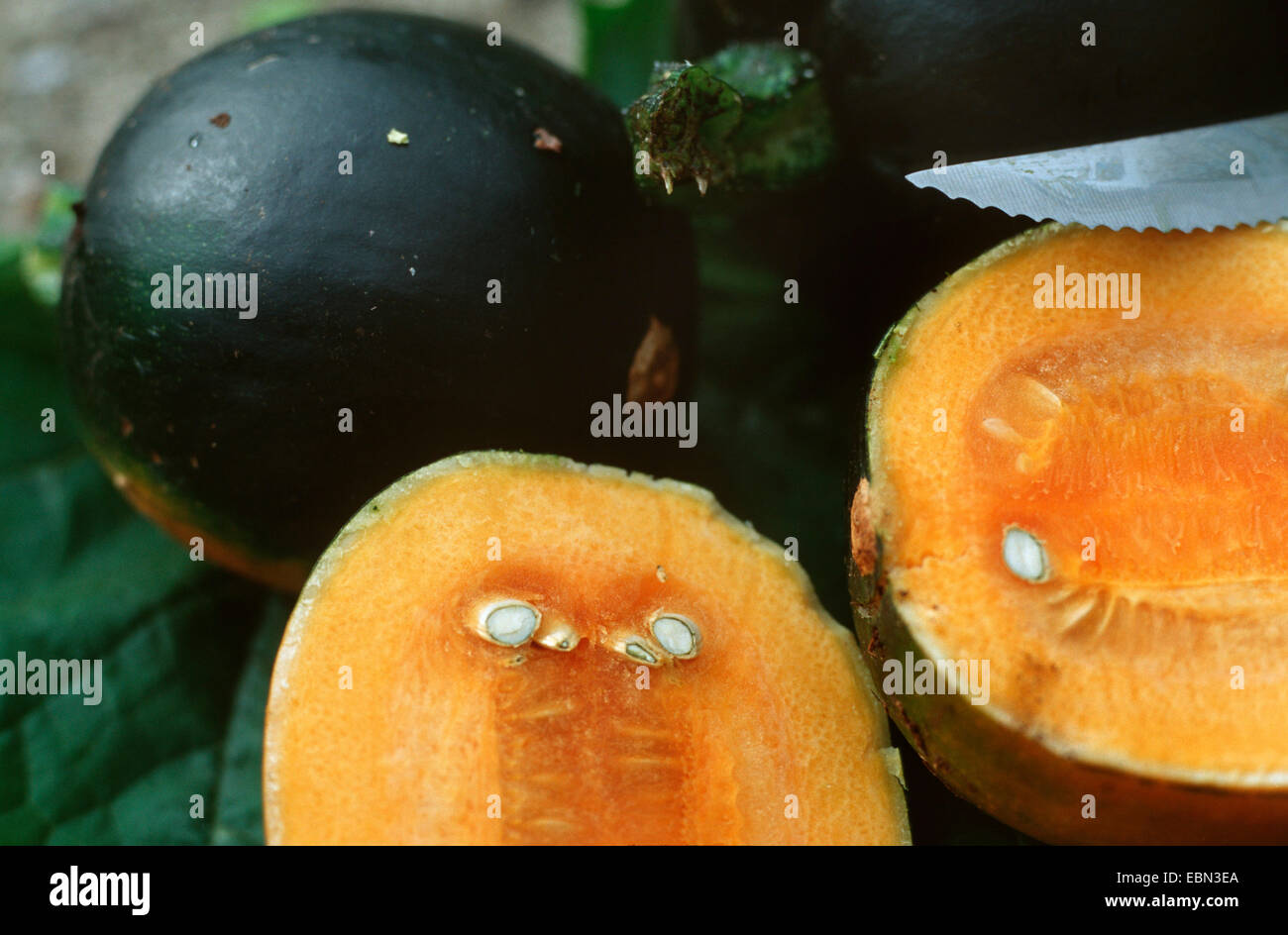 marrow, field pumpkin (Cucurbita pepo 'Little Gem', Cucurbita pepo Little Gem), cut fruits Stock Photo