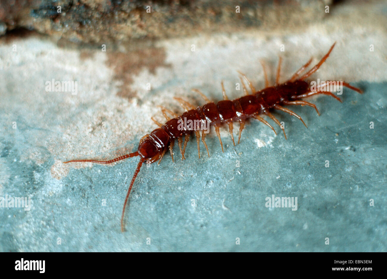 common garden centipede (Lithobius forficatus), on stone ground Stock Photo