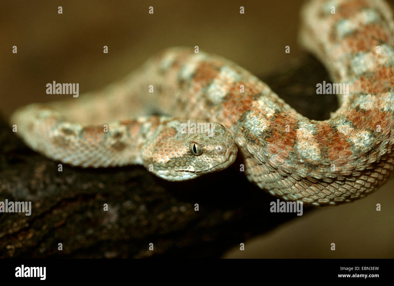 Arabic saw-scaled viper, Palestine saw-scaled viper (Echis coloratus), closeup on a branch, one of the most dangerous venomous snakes Stock Photo