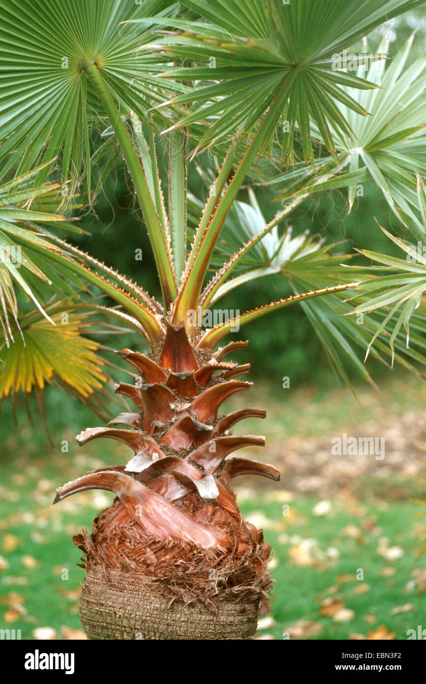 Australien fan palm (Livistona australis) Stock Photo