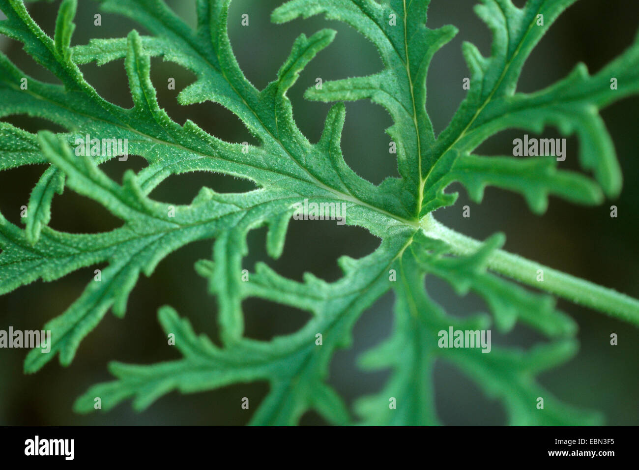apple geranium, Apple scented geranium (Pelargonium odoratissimum