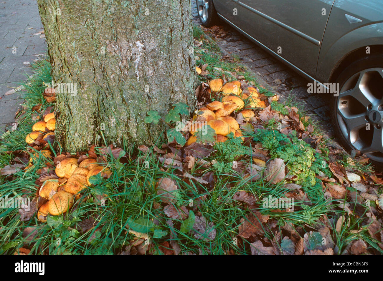 shaggy scalycap (Pholiota squarrosa), at growing on a tree grate, Germany Stock Photo