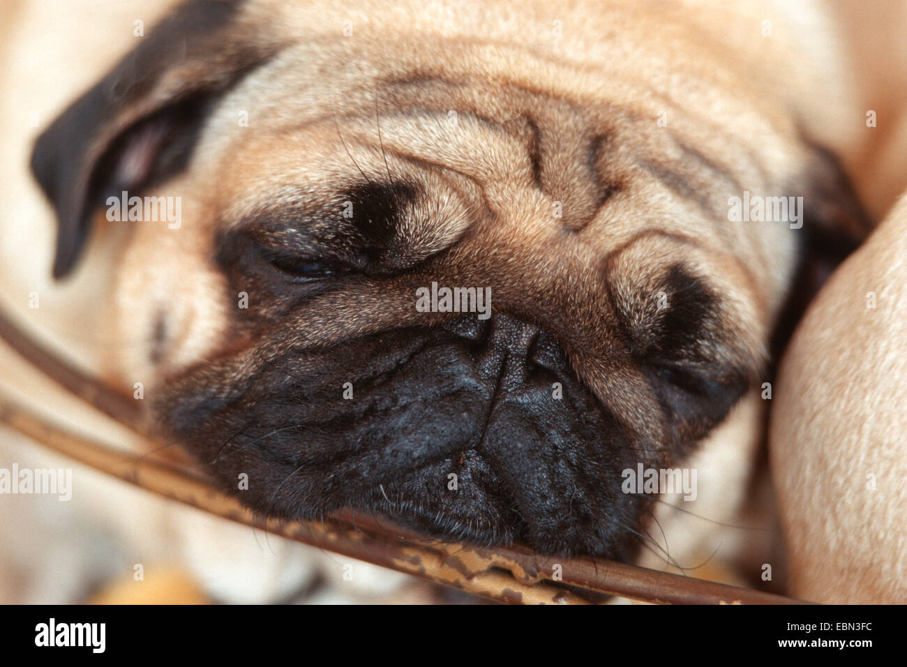 Pug (Canis lupus f. familiaris), sleepy Stock Photo
