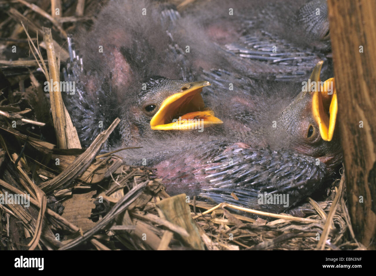 common starling (Sturnus vulgaris), chicks in the nest, Germany Stock Photo