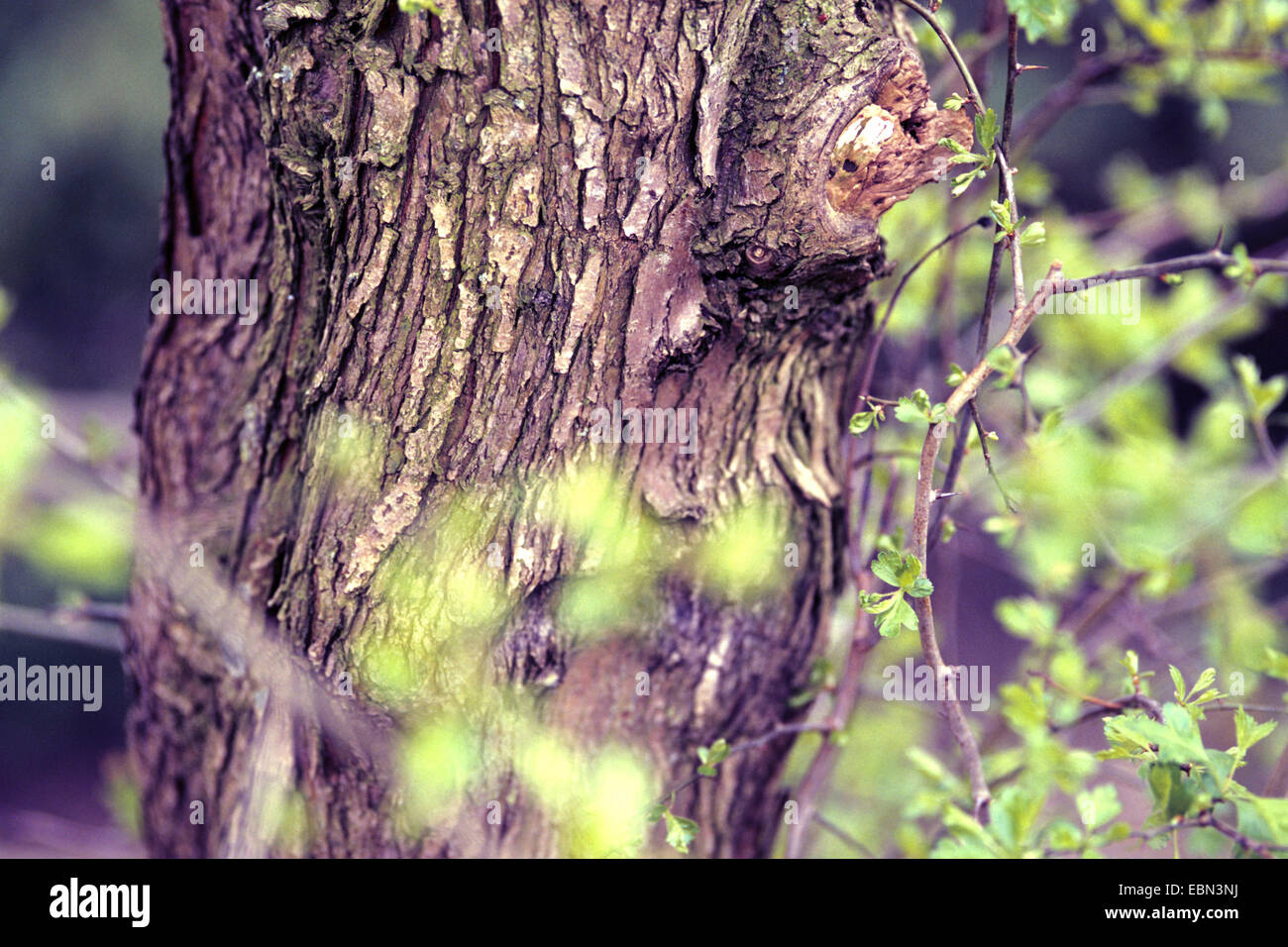 common hawthorn, singleseed hawthorn, English hawthorn (Crataegus monogyna), bark Stock Photo