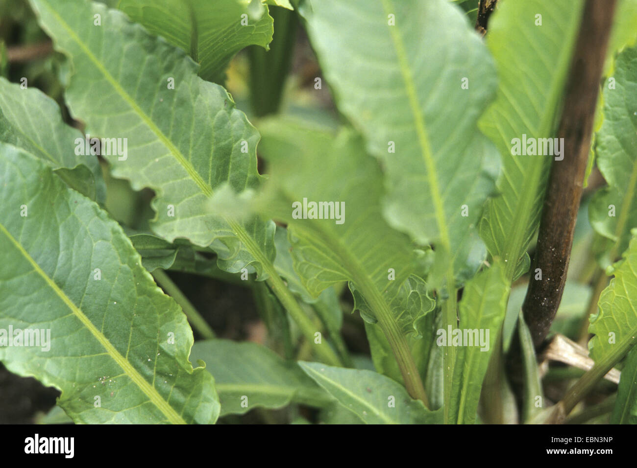 patience dock (Rumex patientia), leaves Stock Photo