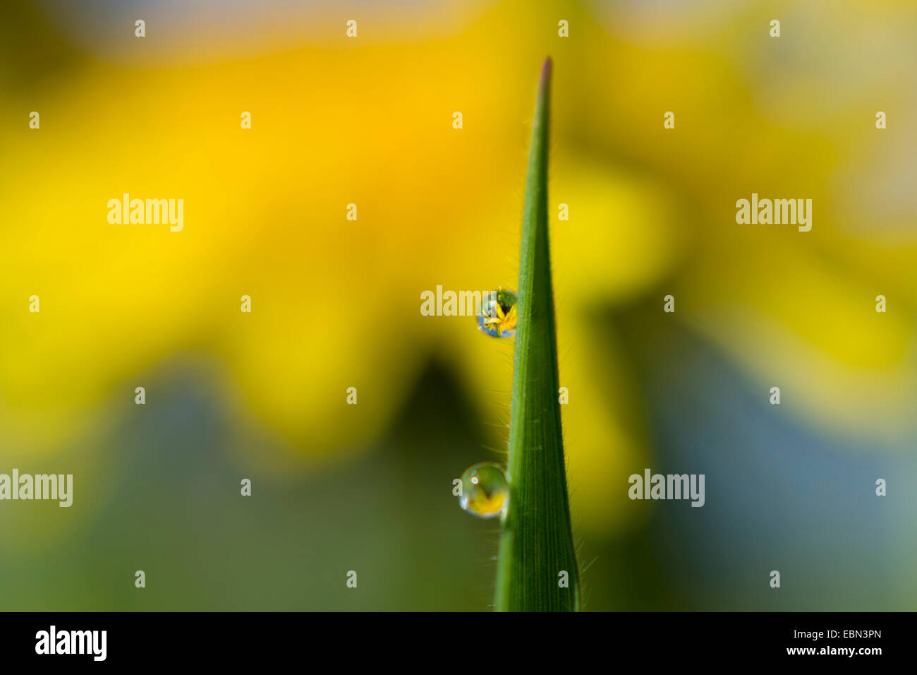 waterdrops at blade of grass, Germany Stock Photo
