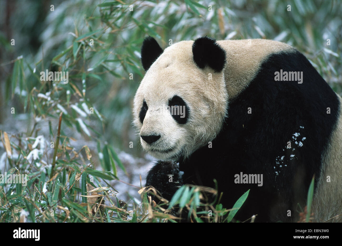 giant panda (Ailuropoda melanoleuca), in winter, China, Wolong Valley Stock Photo