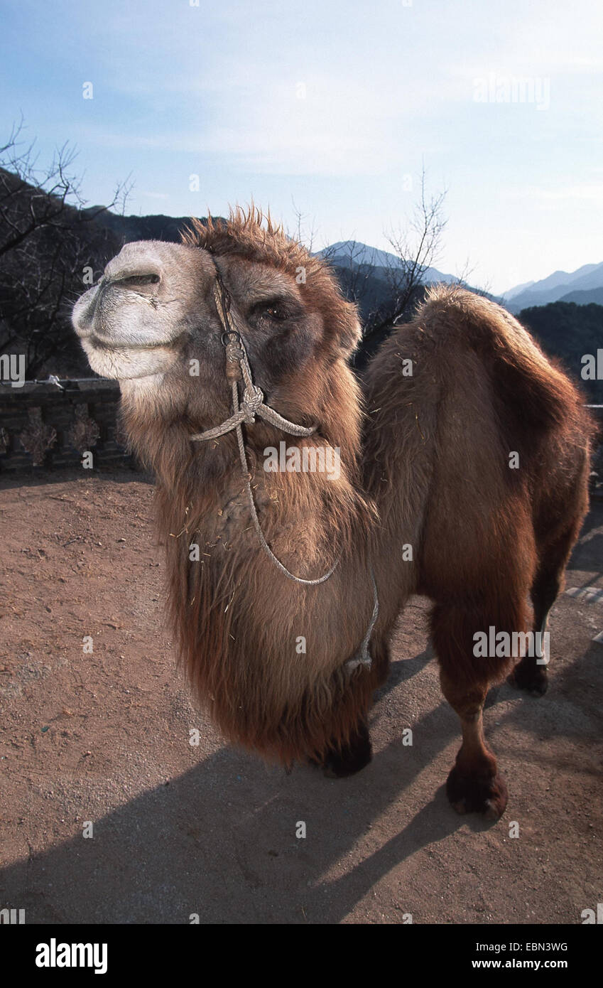Bactrian camel, two-humped camel (Camelus bactrianus), portrait, China Stock Photo