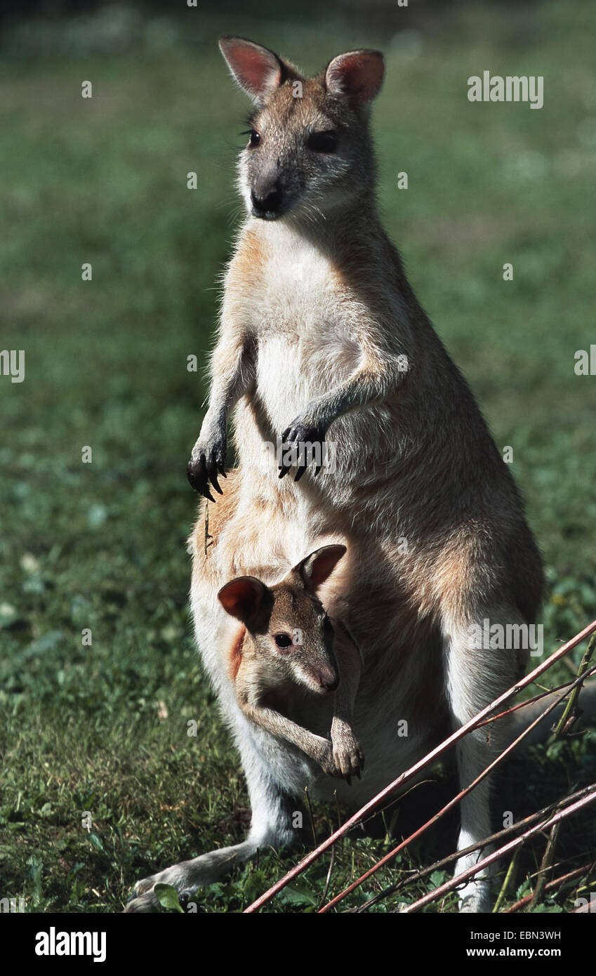agile wallaby, sandy wallaby (Macropus agilis, Wallabia agilis), with baby in pouch Stock Photo