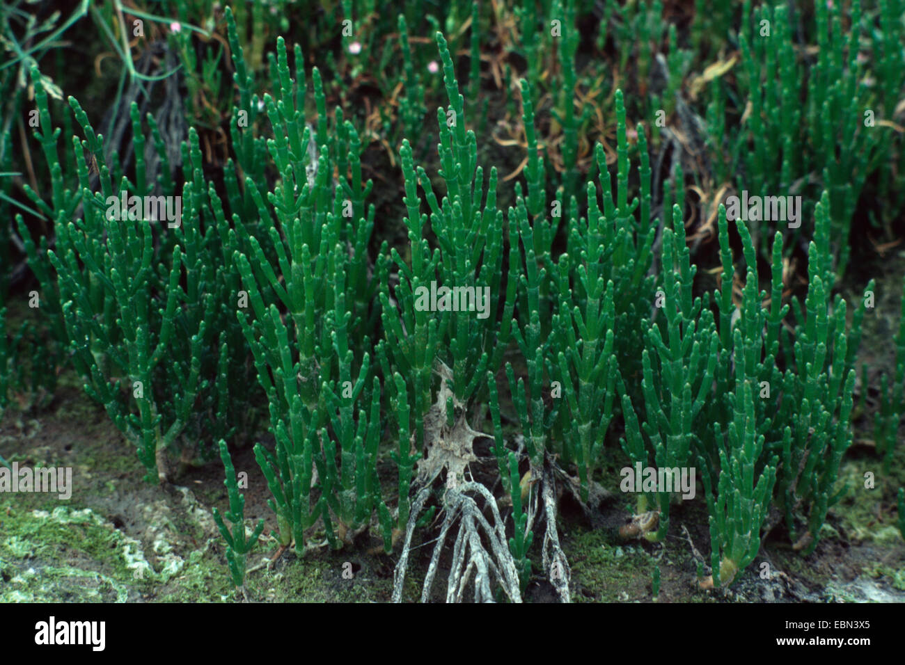 common glasswort (Salicornia europaea ssp. brachystachys), group Stock Photo