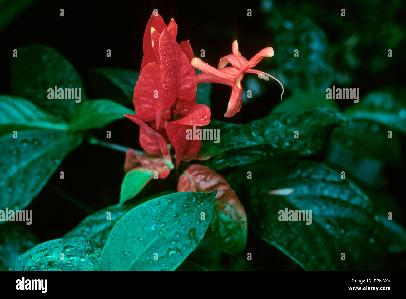 Ruellia (Ruellia colorata), flower Stock Photo