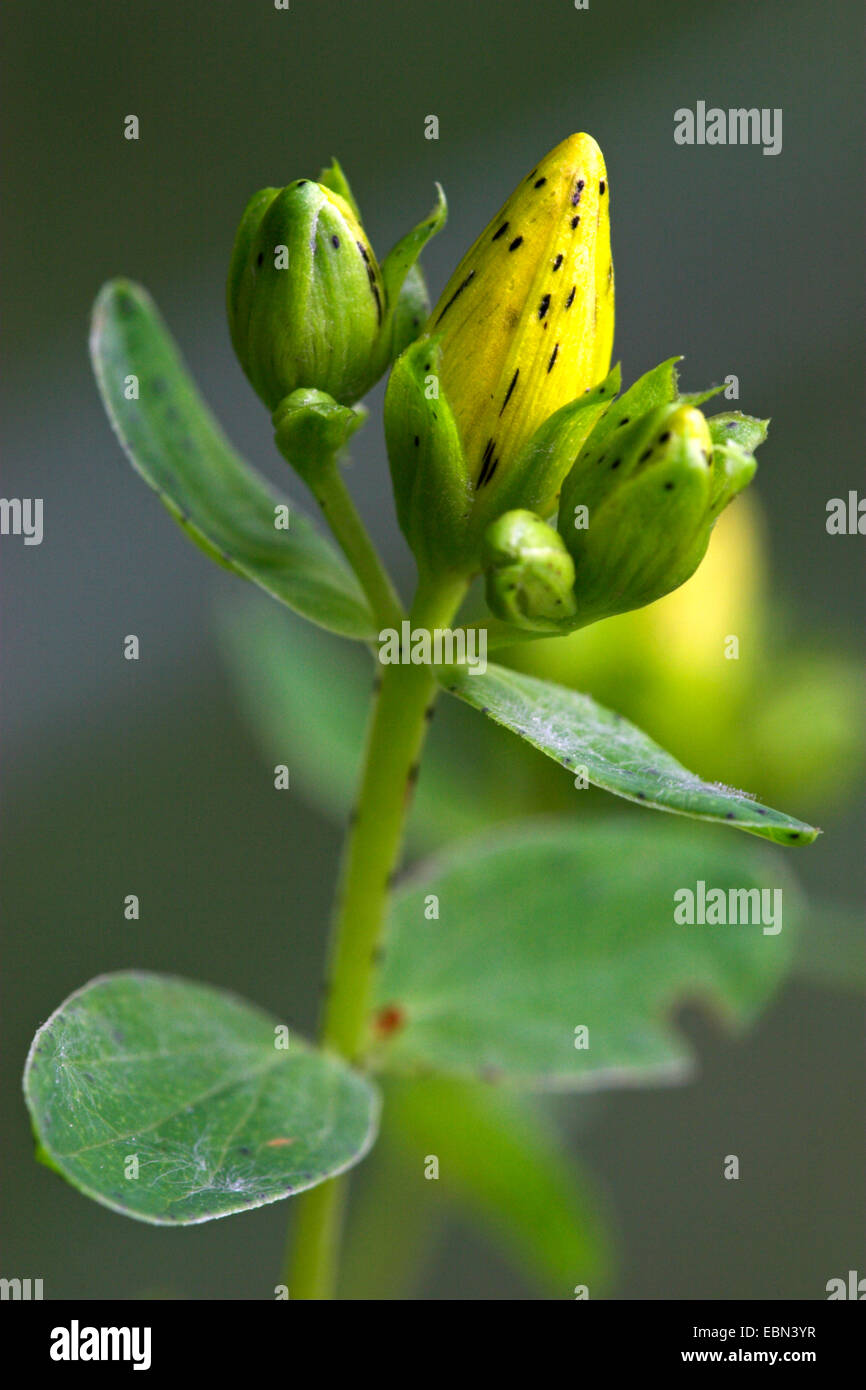 common St John'swort, perforate St John'swort, klamath weed, St. John