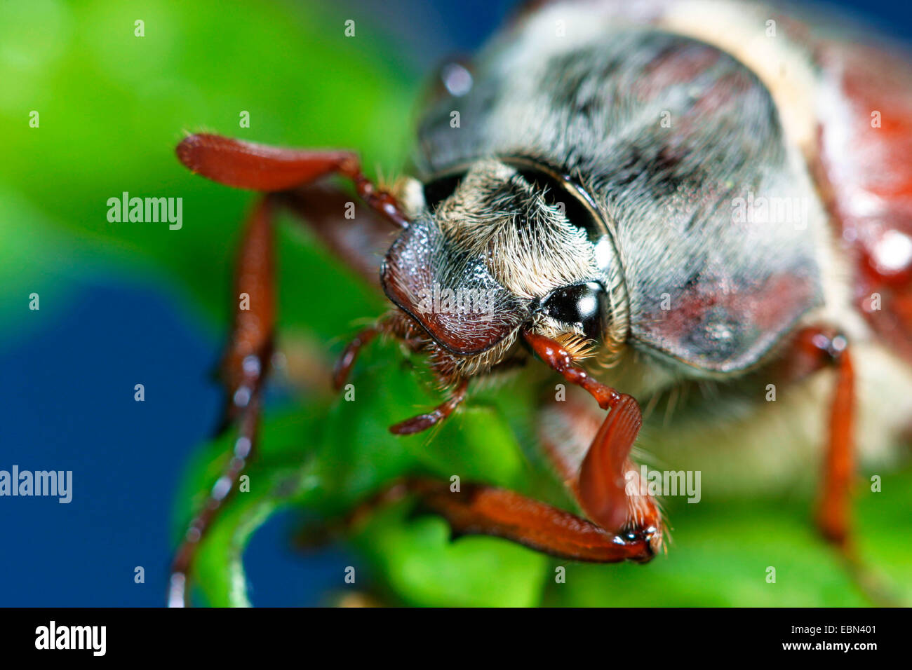 common cockchafer, maybug (Melolontha melolontha), on fresh oak leaves, Germany Stock Photo