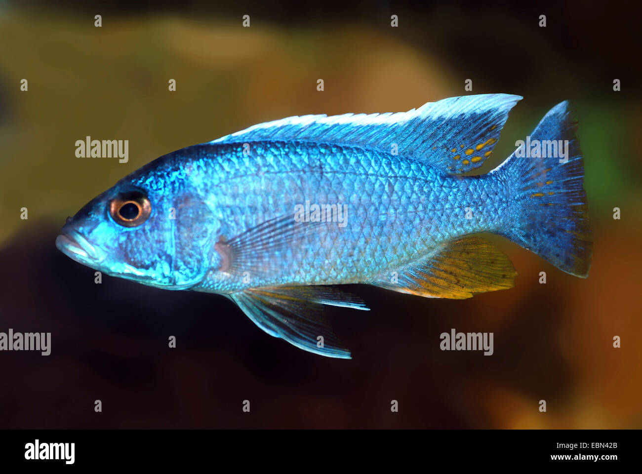 Ahl's Blue Haplochromis (Sciaenochromis ahli, Haplochromis ahli), swimming Stock Photo