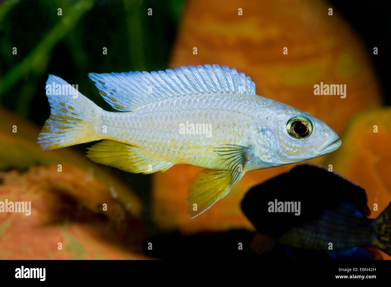 Azur Malawi cichlid (Sciaenochromis fryeri), breed Iceberg Stock Photo