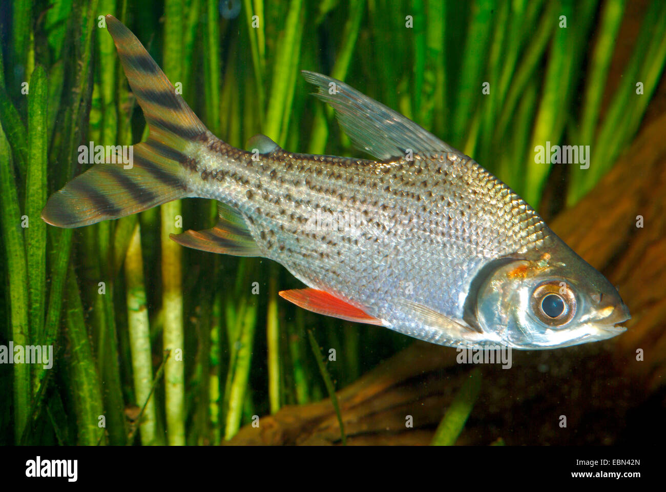 Colored prochilodus, Silver Prochilodus (Semaprochilodus taeniurus), swimming Stock Photo