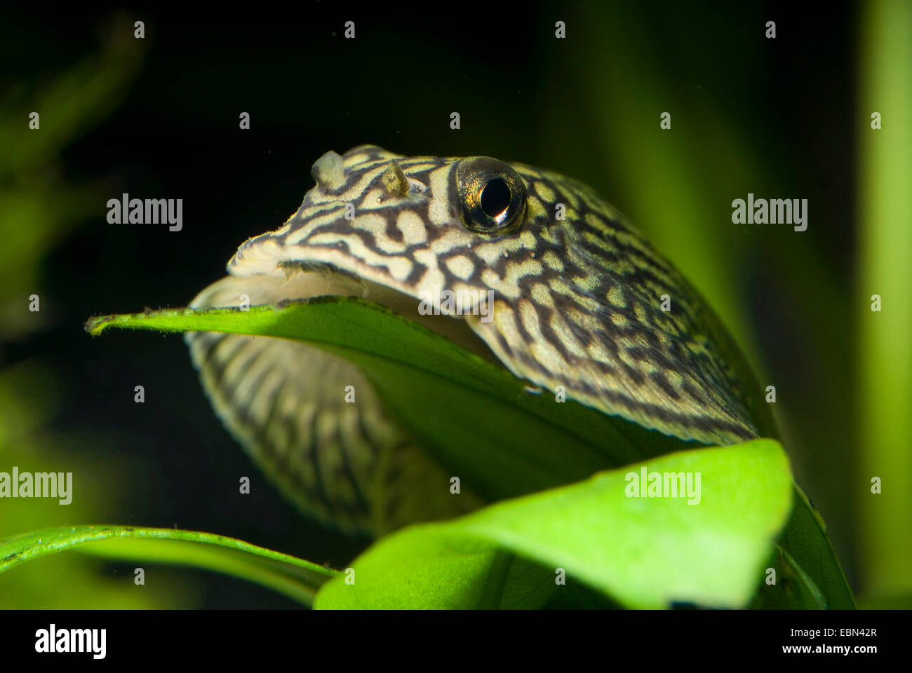 Gold Ring Butterfly Sucker, Reticulated Hillstream Loach, Tiger Hillstream Loach (Sewellia lineolata, Balitora lineolata), swimming Stock Photo