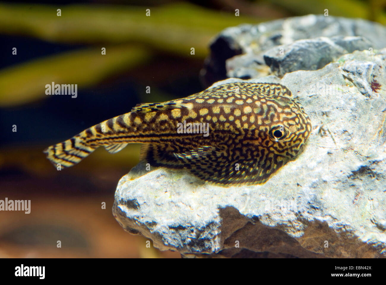 Gold Ring Butterfly Sucker, Reticulated Hillstream Loach, Tiger Hillstream Loach (Sewellia lineolata, Balitora lineolata), on a stone Stock Photo