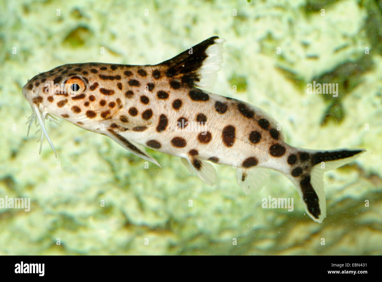 Cuckoo syndontis, Multi-spotted synodontis (Synodontis multipunctatus), swimming Stock Photo