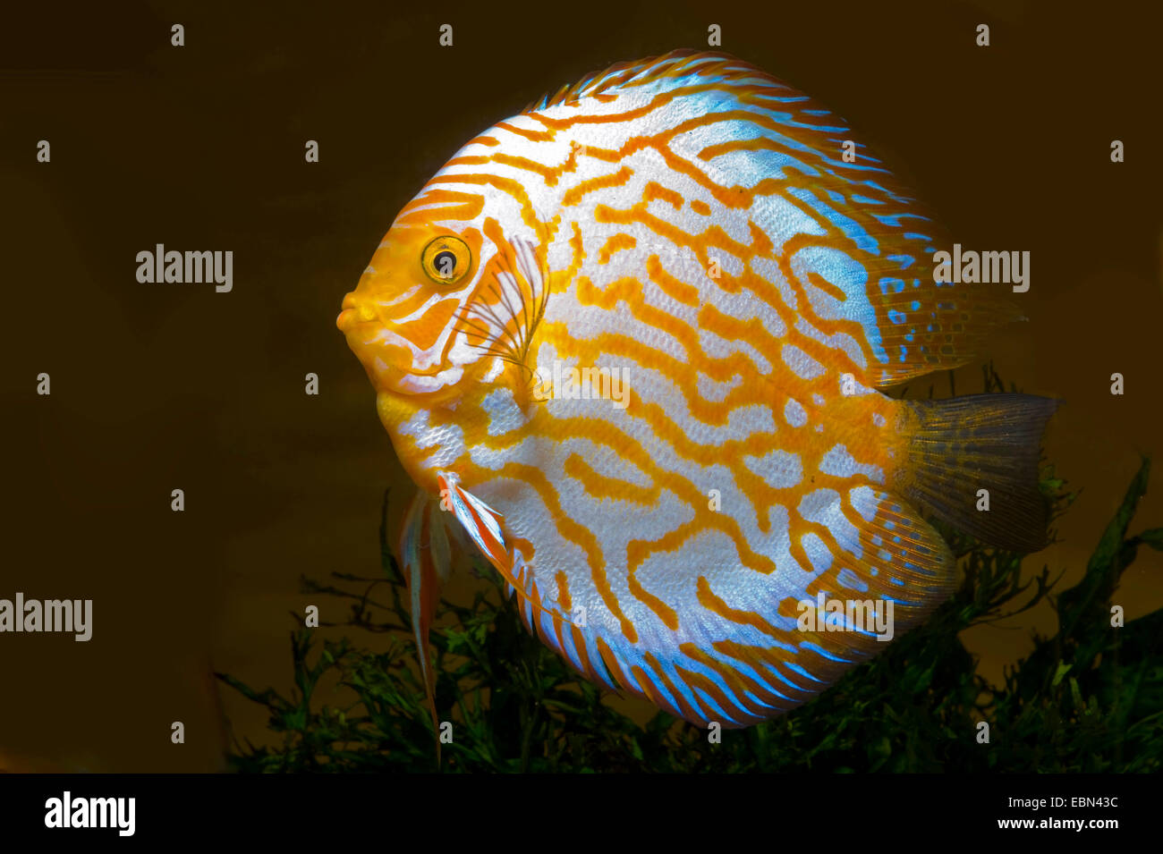 golden leopard discus fish