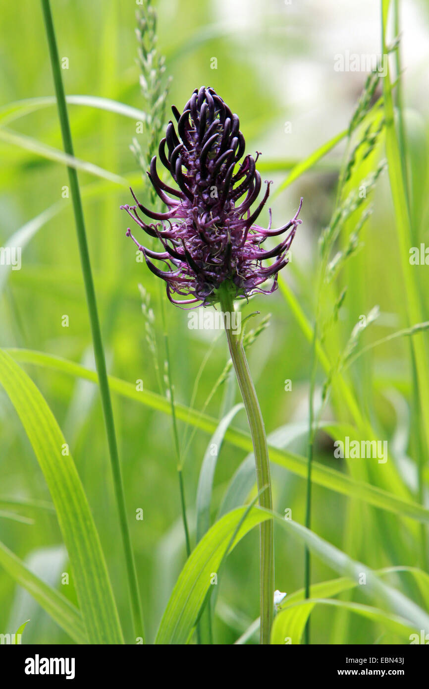 black rampion (Phyteuma nigrum), inflorescence, Germany, Saxony Stock Photo