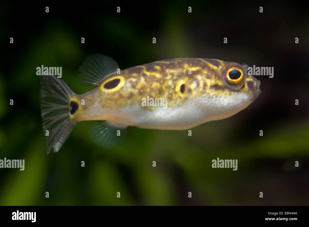 Puffer fish, Figure-eight puffer, Striped puffer (Tetraodon steindachneri, Tetraodon biocellatus, Tetraodon palembangensis), swimming Stock Photo