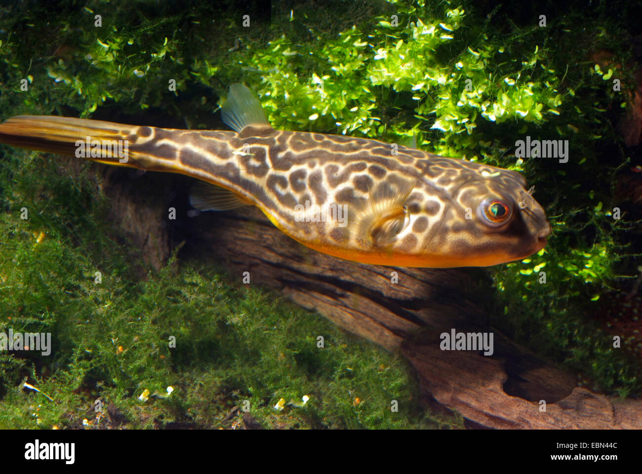 Freshwater puffer hi-res stock photography and images - Alamy